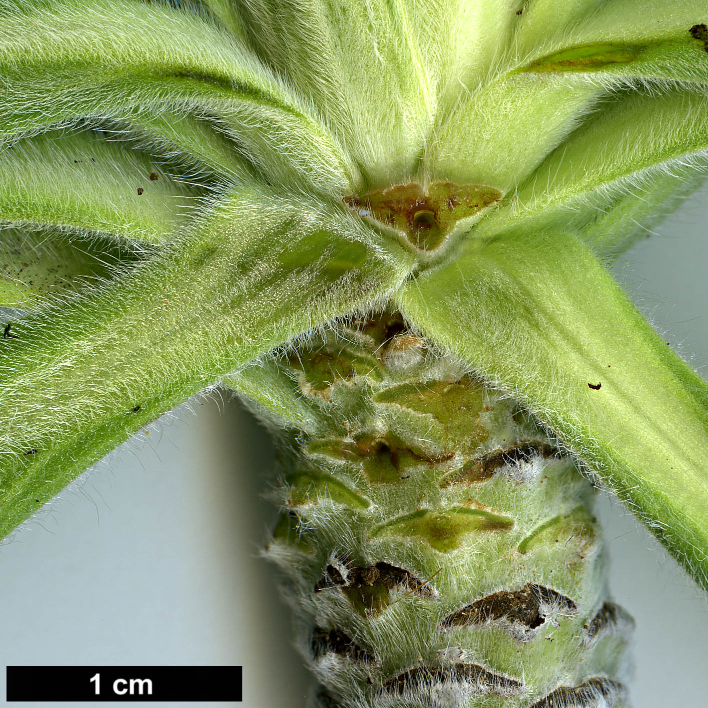 High resolution image: Family: Boraginaceae - Genus: Echium - Taxon: candicans